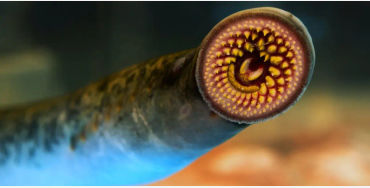 Sea Lamprey