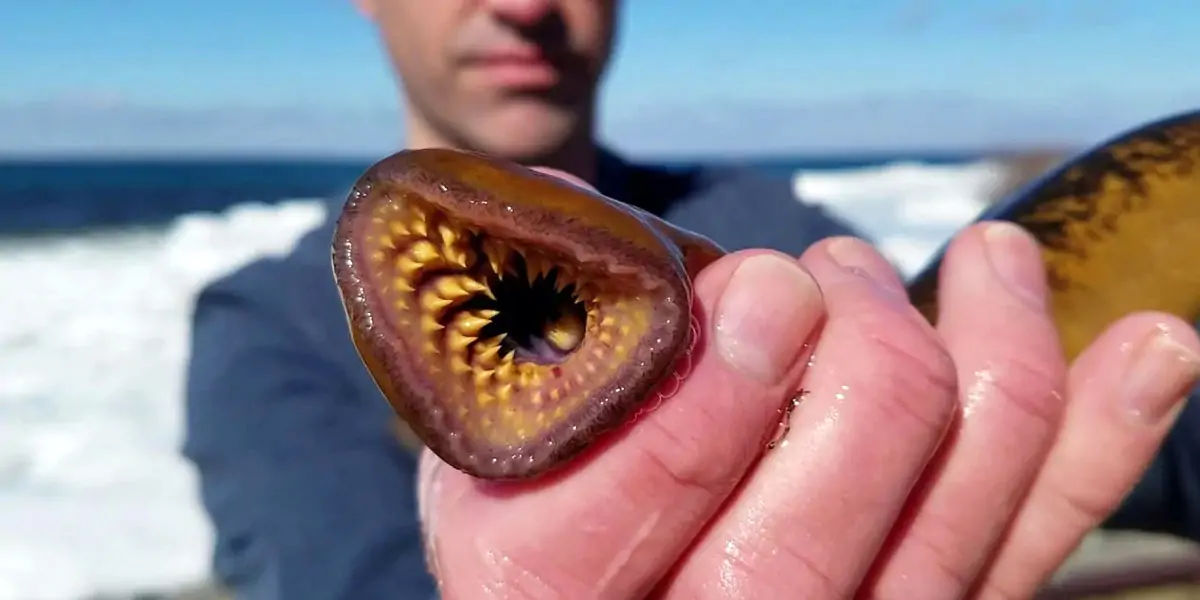 Sea Lamprey 
