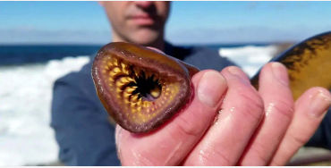 Sea Lamprey 
