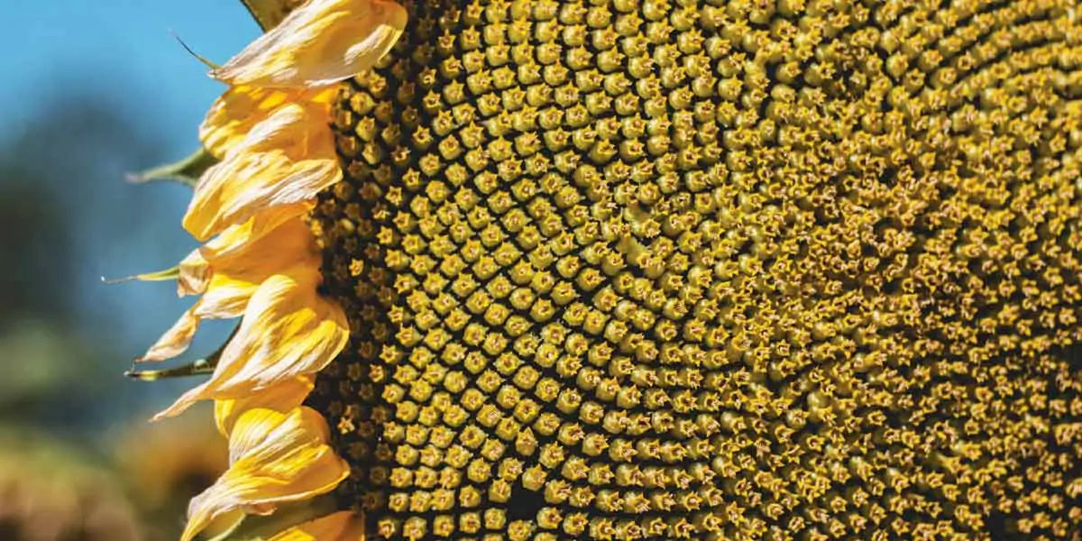 sunflower, Guinness Book of World Records, flowers, Hans-Peter, Germany