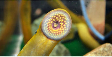 sea  lamprey, Atlantic Ocean, Welland Canal, Lake Ontario, Lake Erie, 