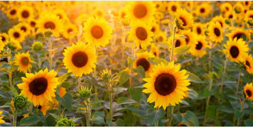 sunflower, Guinness Book of World Records, flowers, Hans-Peter, Germany
