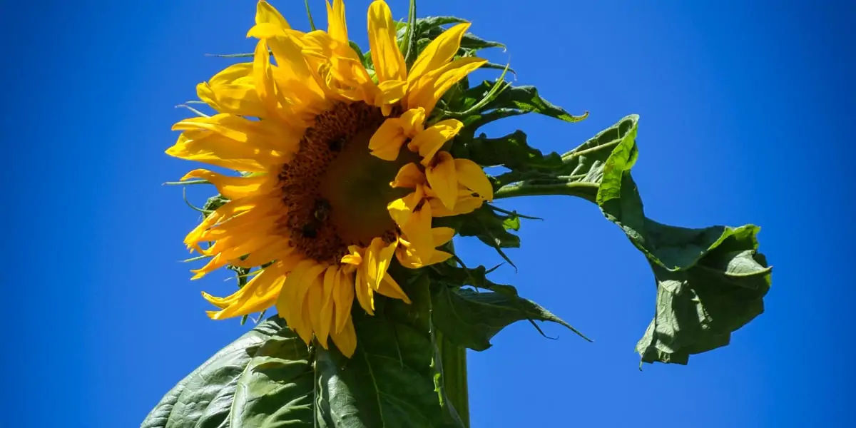 sunflower, Guinness Book of World Records, flowers, Hans-Peter, Germany