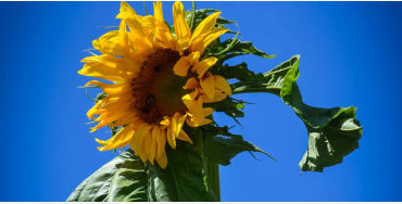 sunflower, Guinness Book of World Records, flowers, Hans-Peter, Germany