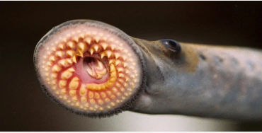 sea  lamprey, Atlantic Ocean, Welland Canal, Lake Ontario, Lake Erie, 