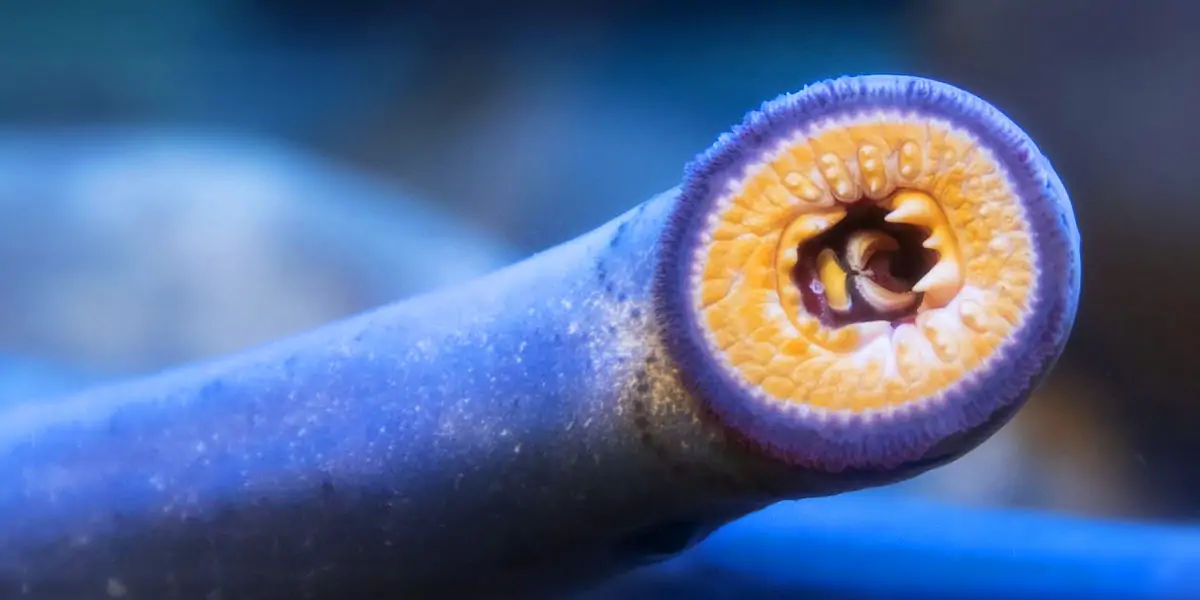 sea lamprey, Atlantic Ocean, Welland Canal, Lake Ontario, Lake Erie,