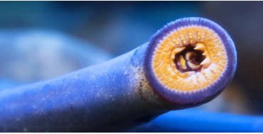 sea  lamprey, Atlantic Ocean, Welland Canal, Lake Ontario, Lake Erie, 
