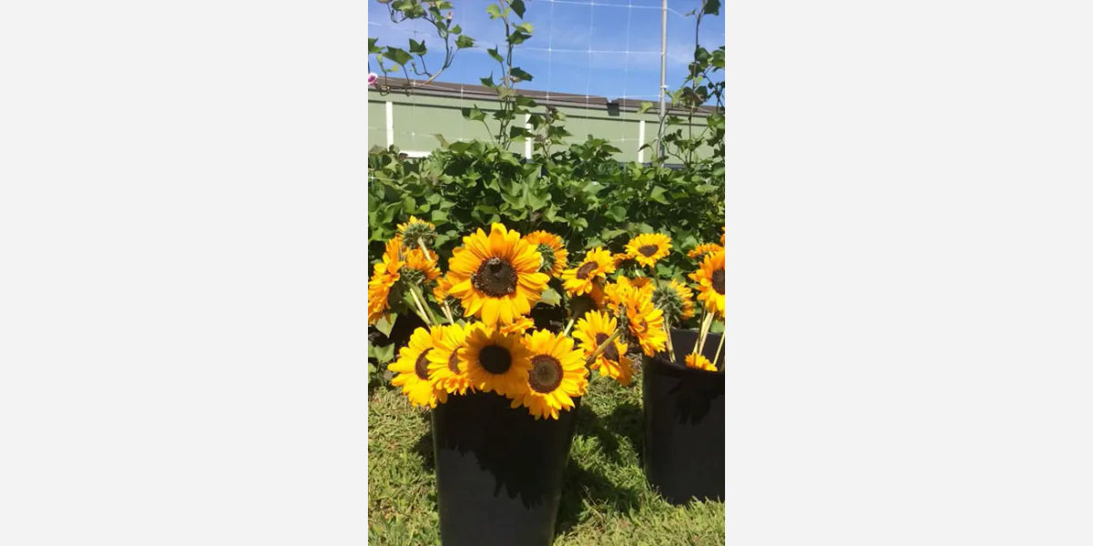 sunflower, Guinness Book of World Records, flowers, Hans-Peter, Germany