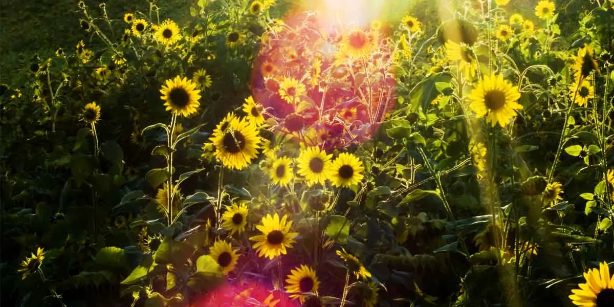 Sunflower, Guinness Book of World Records, flowers, Hans-Peter, Germany