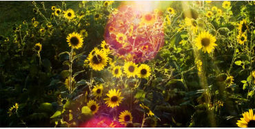 Sunflower, Guinness Book of World Records, flowers, Hans-Peter, Germany