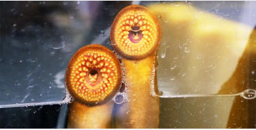 sea  lamprey, Atlantic Ocean, Welland Canal, Lake Ontario, Lake Erie, 