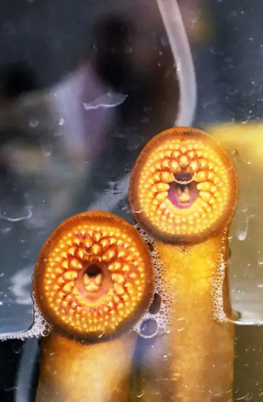 sea  lamprey, Atlantic Ocean, Welland Canal, Lake Ontario, Lake Erie, 
