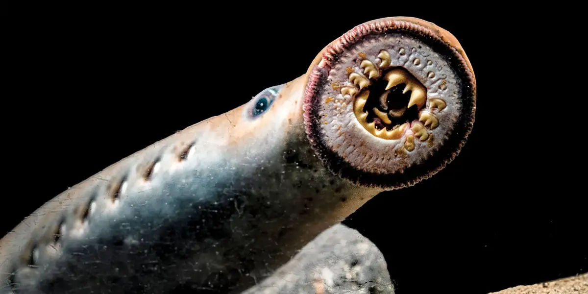 sea lamprey, Atlantic Ocean, Welland Canal, Lake Ontario, Lake Erie,