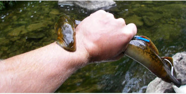 sea lampreys