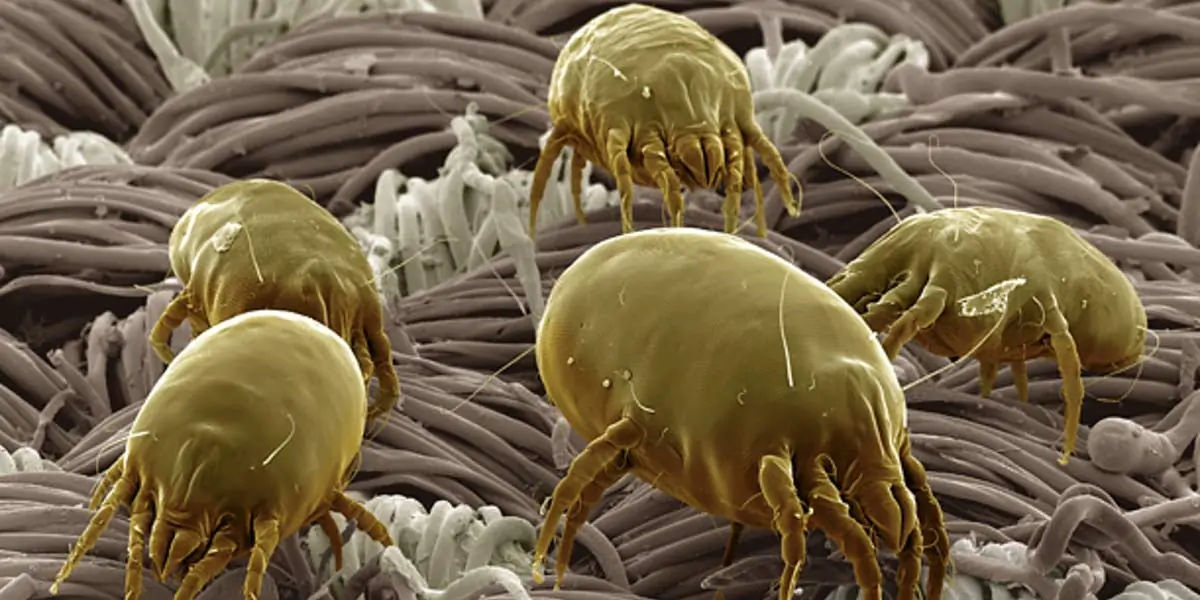 dust mites