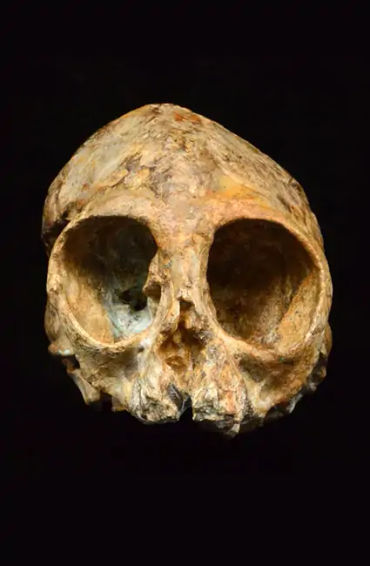  fossils