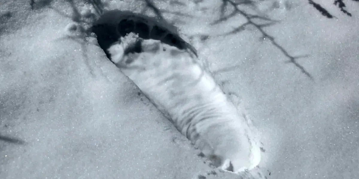 yeti