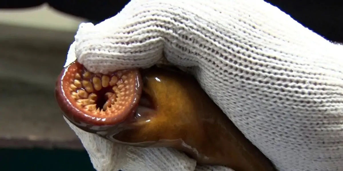Sea Lampreys