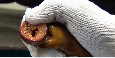 Sea Lampreys