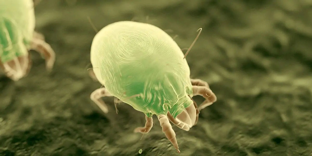 Dust mites