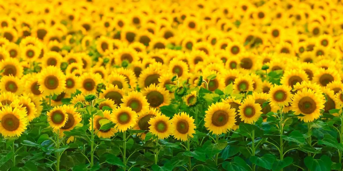 Sunflower, Guinness Book of World Records, flowers, Hans-Peter, Germany