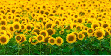Sunflower, Guinness Book of World Records, flowers, Hans-Peter, Germany