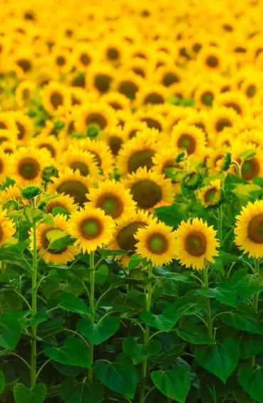 Sunflower, Guinness Book of World Records, flowers, Hans-Peter, Germany
