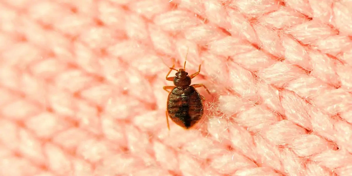 dust mites