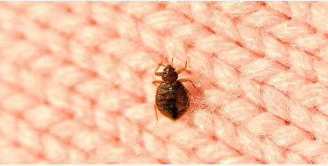 dust mites