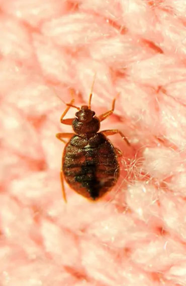 dust mites