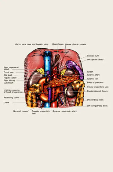  endocrine 