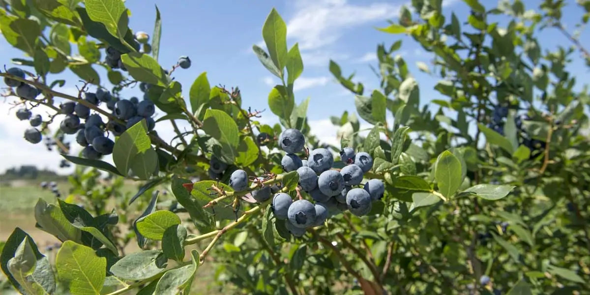 Lowbush berries