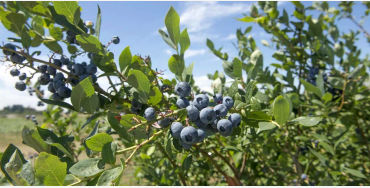 Lowbush berries