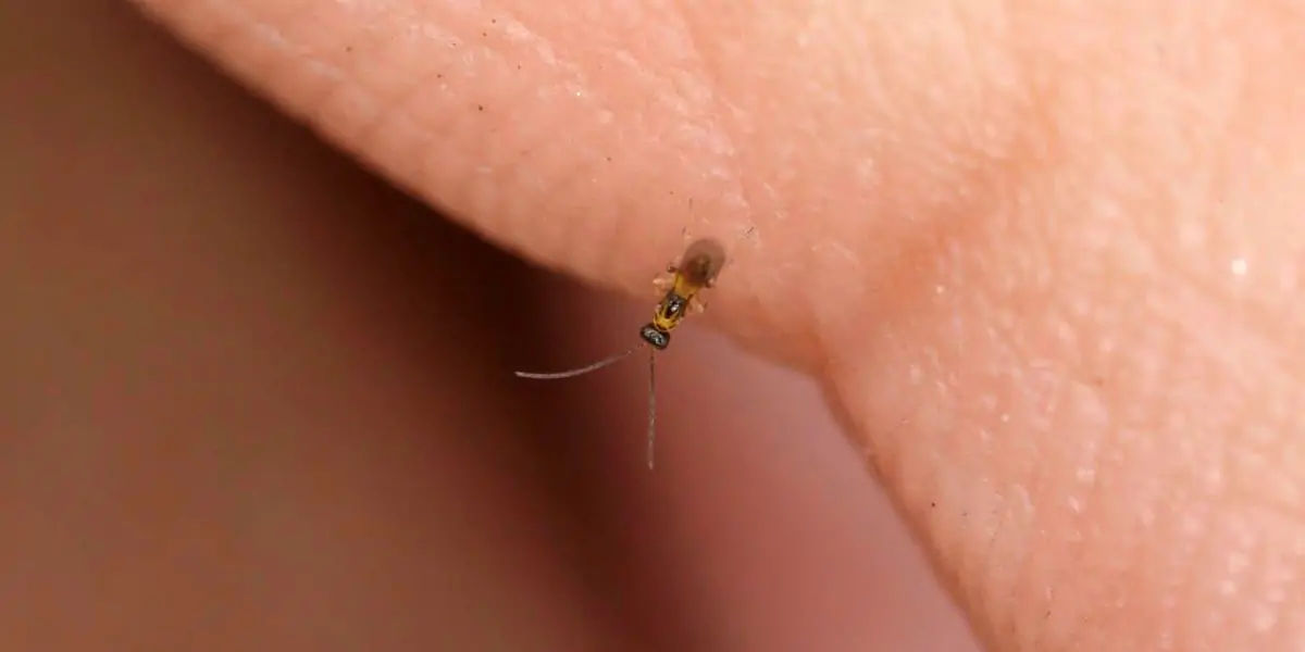 Fairyfly