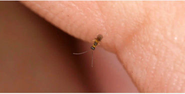 Fairyfly