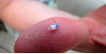 Fairyfly