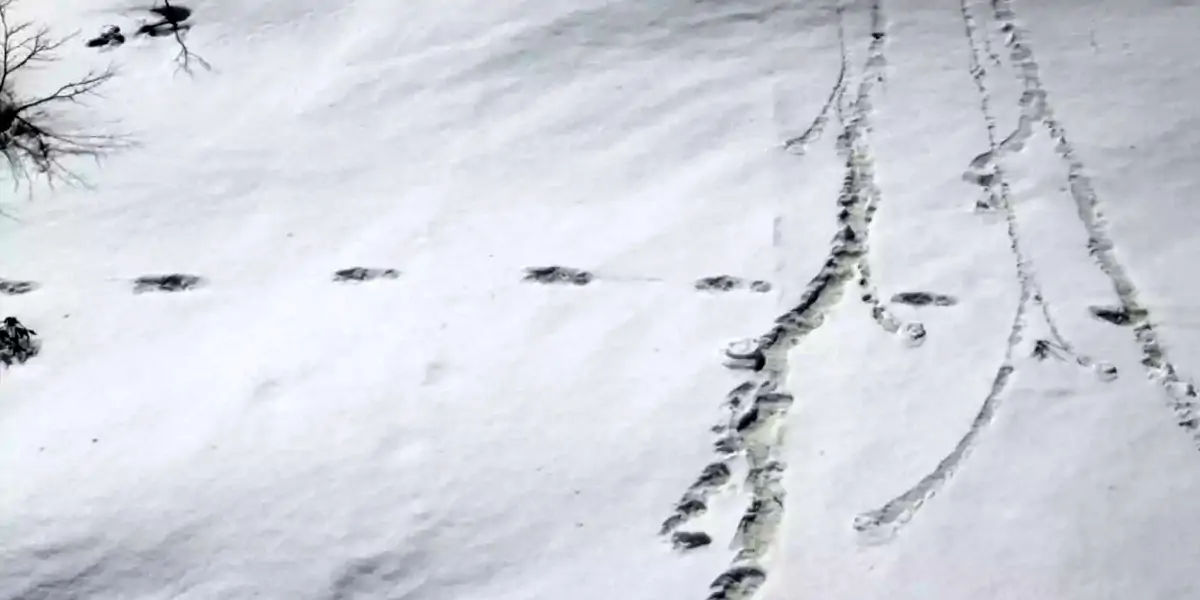 yeti, india, russia, nepal, Professor Valentin Sapunov, Russian State Hydrometeorological University