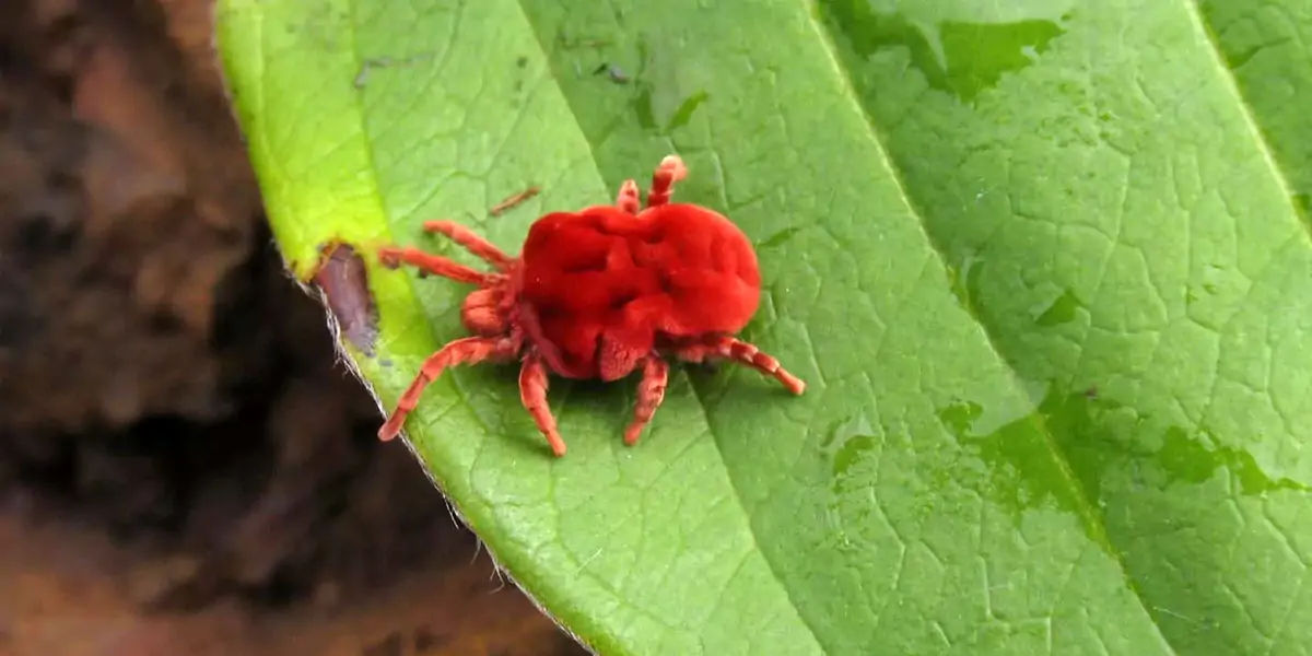 dust mites, microscope, pincer-like claws, lice, bed bugs, parasites