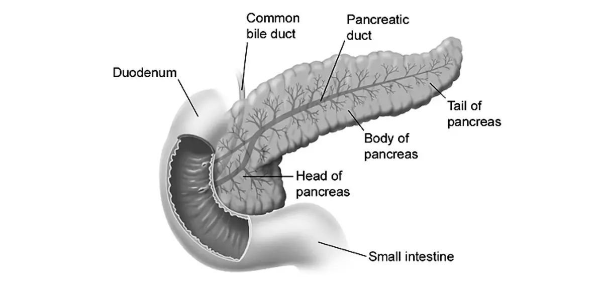 pancreas