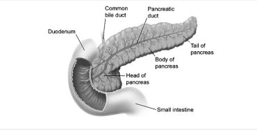 pancreas
