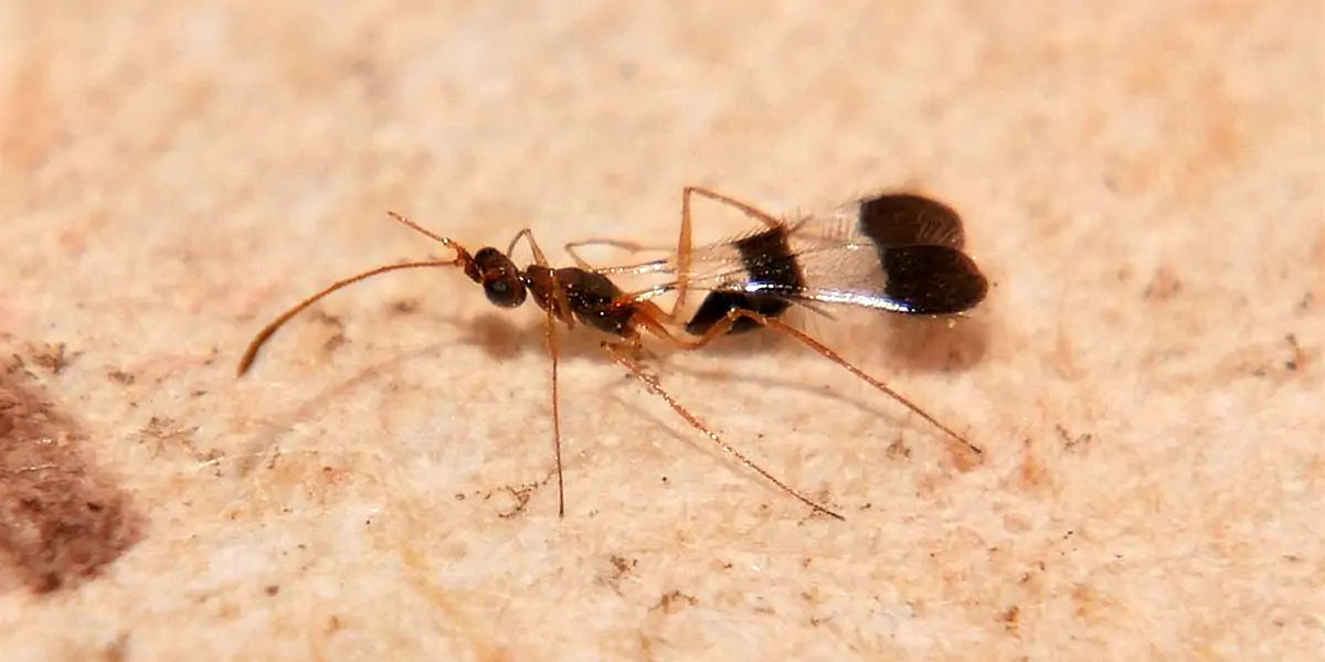 Fairyfly