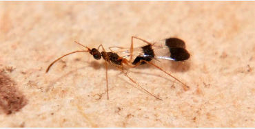 Fairyfly