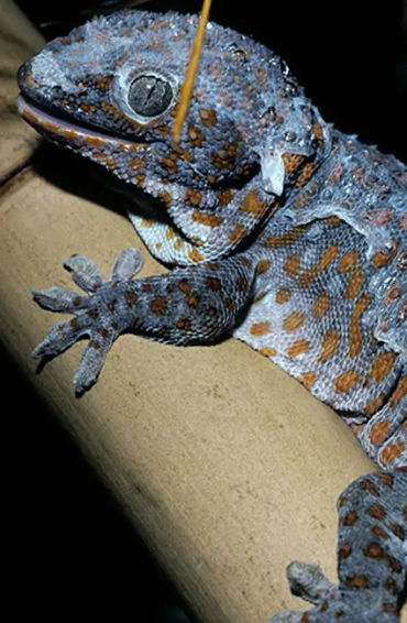 cambodia, Cambodian, joy, country, marriage, culture, lifestyle