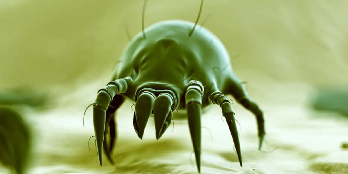 dust mites, microscope, pincer-like claws, lice, bed bugs, parasites