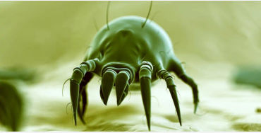 dust mites, microscope, pincer-like claws, lice, bed bugs, parasites