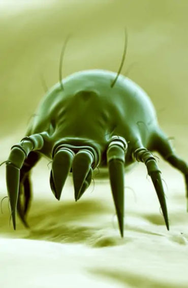 dust mites, microscope, pincer-like claws, lice, bed bugs, parasites
