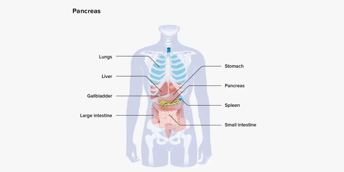 Pancreatic cell