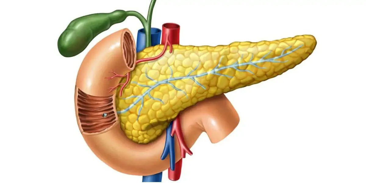 pancreas 