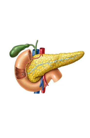 pancreas 