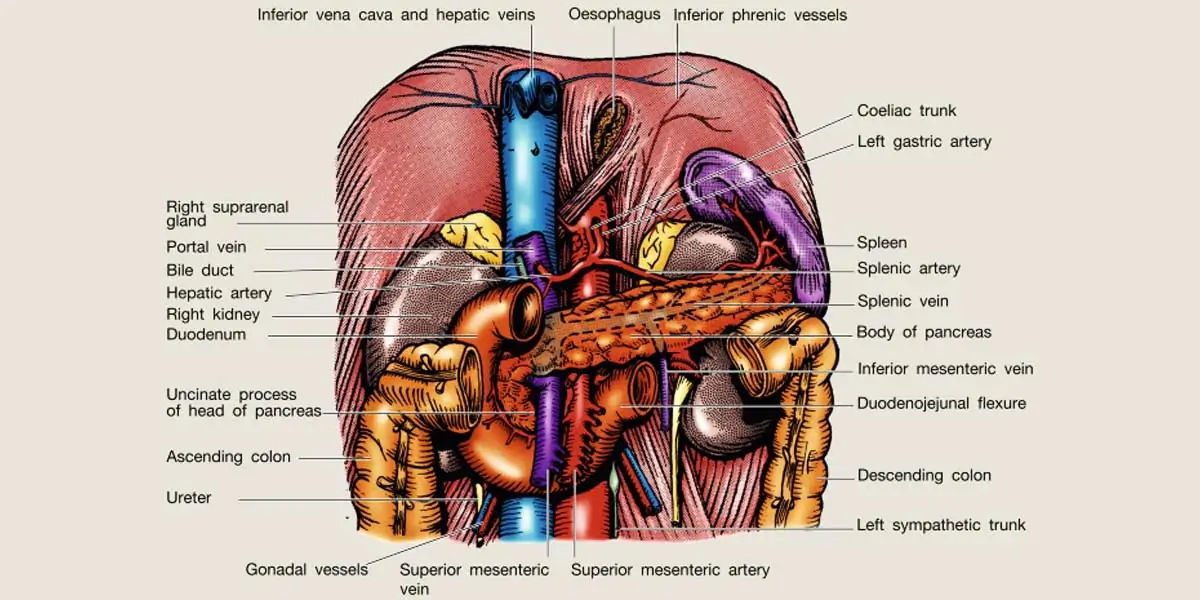 pancreas, digestion, Glucagon, insulin, exocrine, fat, protein, carbohydrates